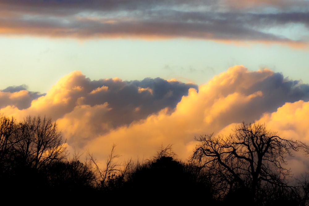 trees under cloudy sky during daytime