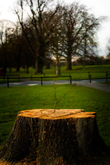 brown wooden log on green grass field during daytime
