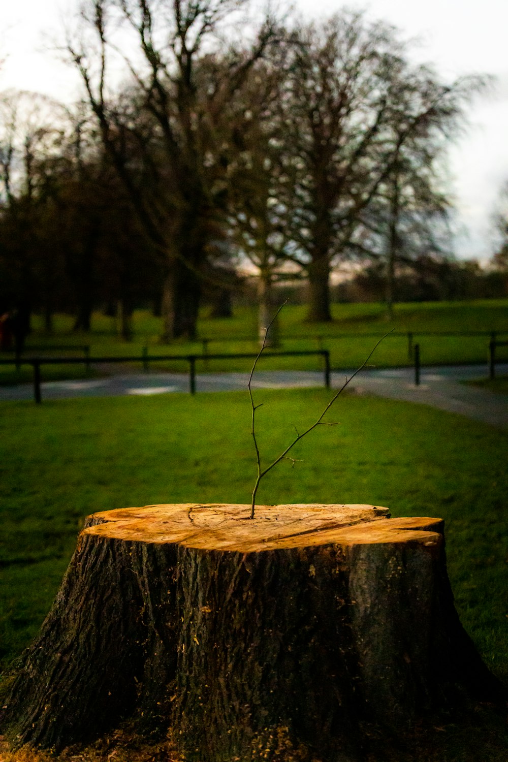 tronco de madera marrón en un campo de hierba verde durante el día