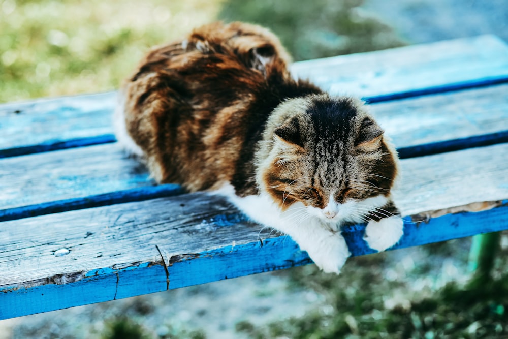 braune schwarz-weiße Katze auf blauer Holzbank