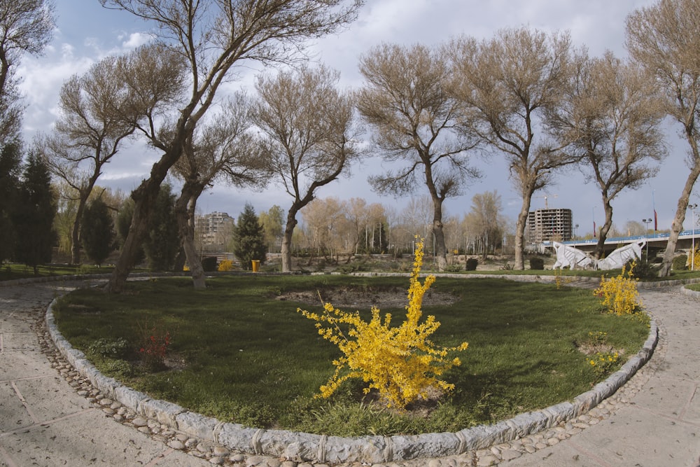 yellow flowers on green grass field near bare trees under white clouds and blue sky during