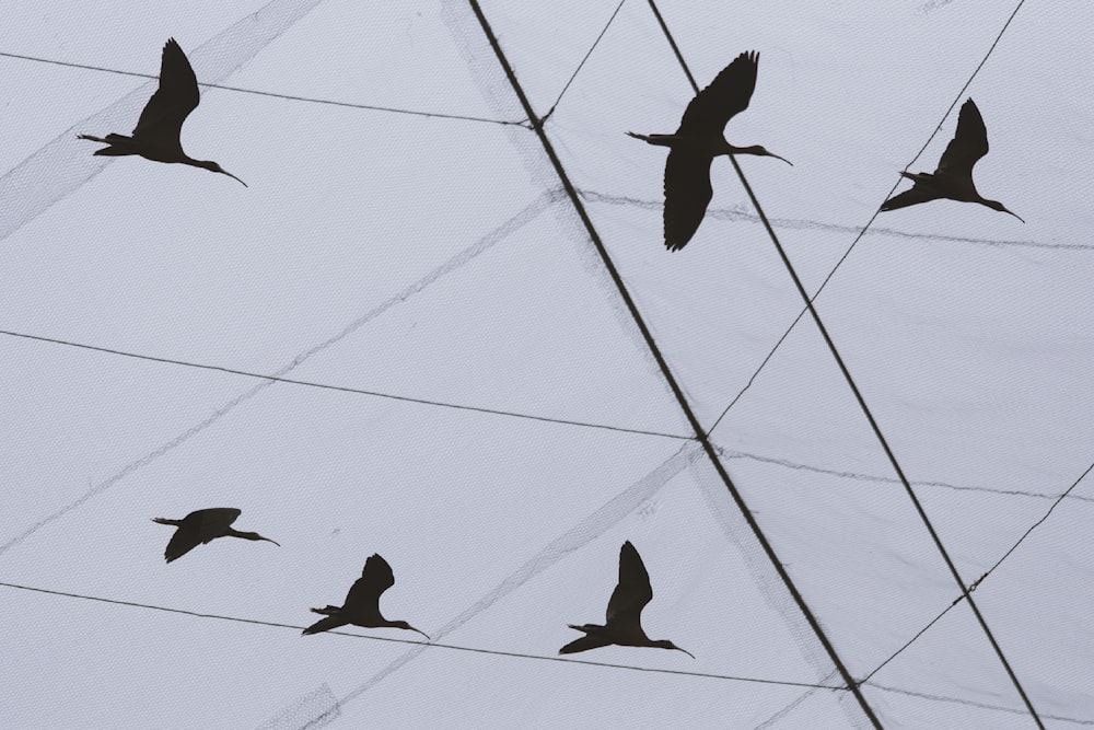 low angle photography of flock of birds flying under the blue sky during daytime