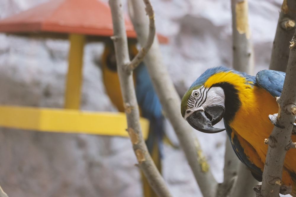 blue yellow and white macaw