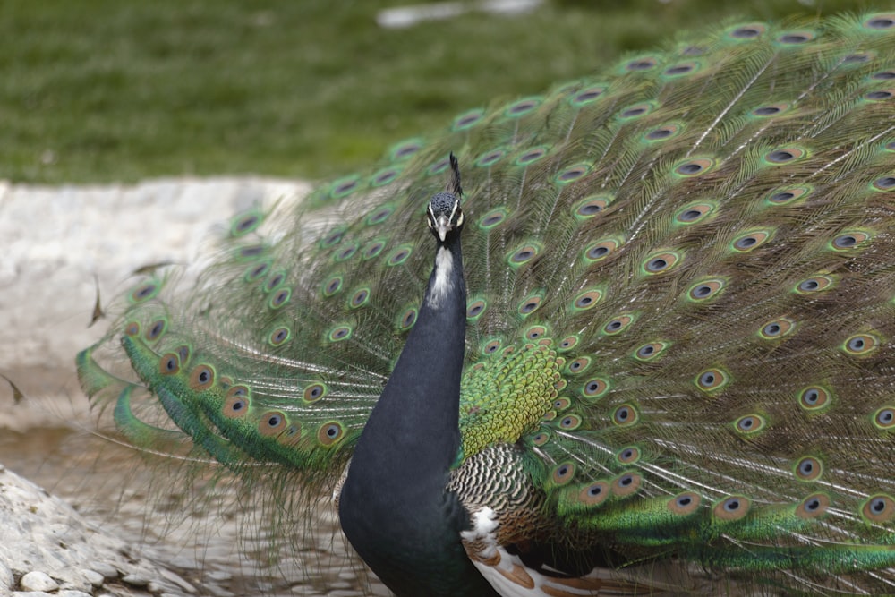 peacock in close up photography