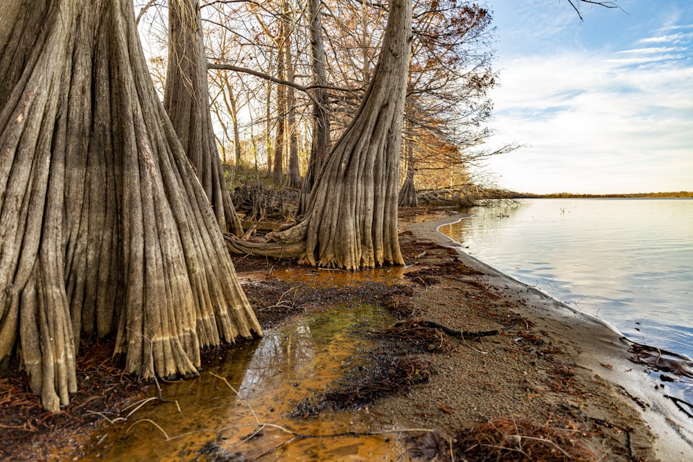árboles marrones en suelo marrón cerca del cuerpo de agua durante el día