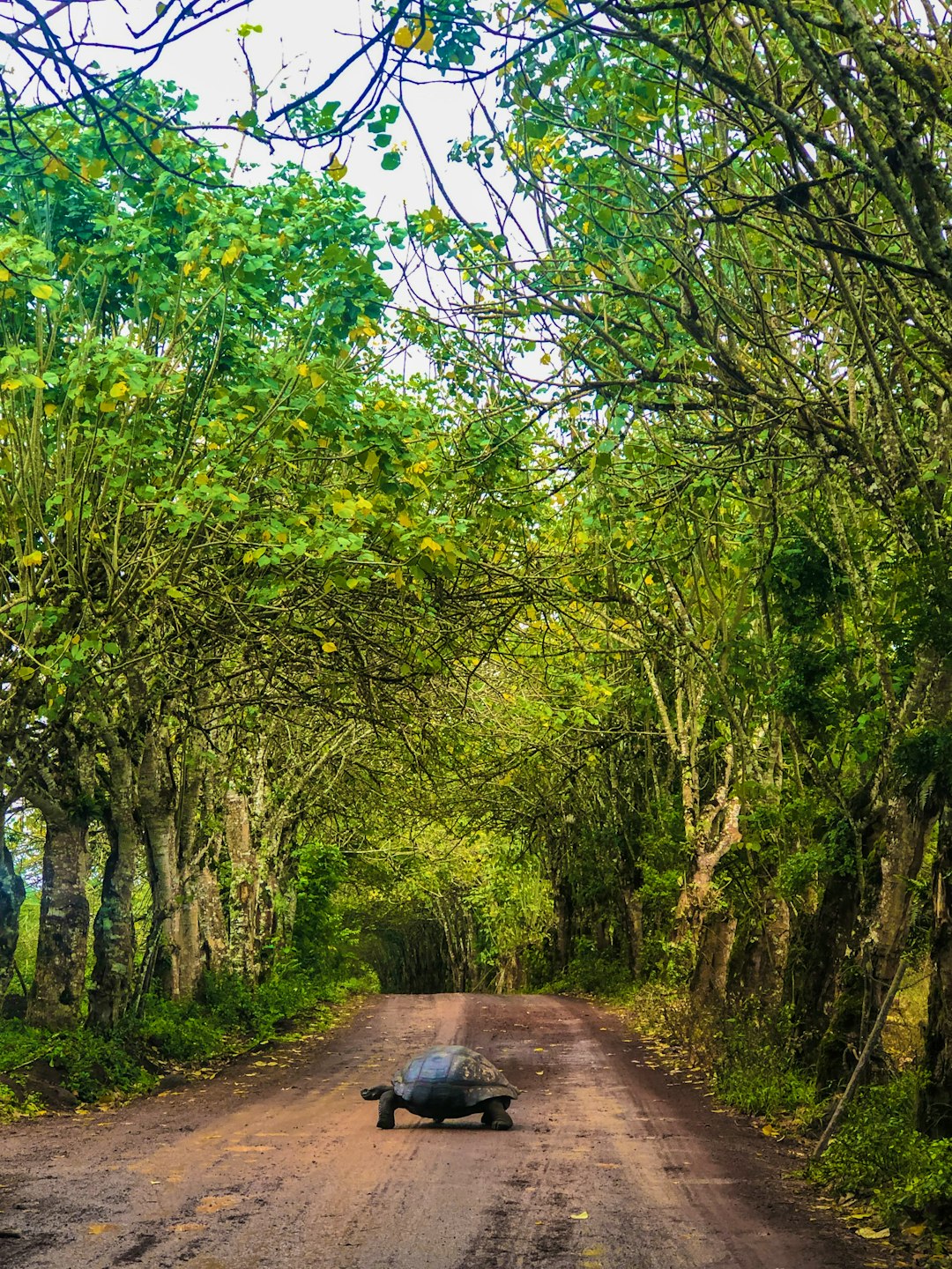 brown dirt road between green trees during daytime