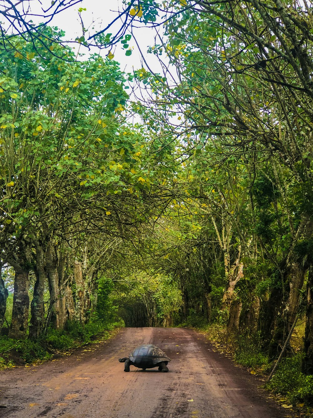 strada sterrata marrone tra alberi verdi durante il giorno