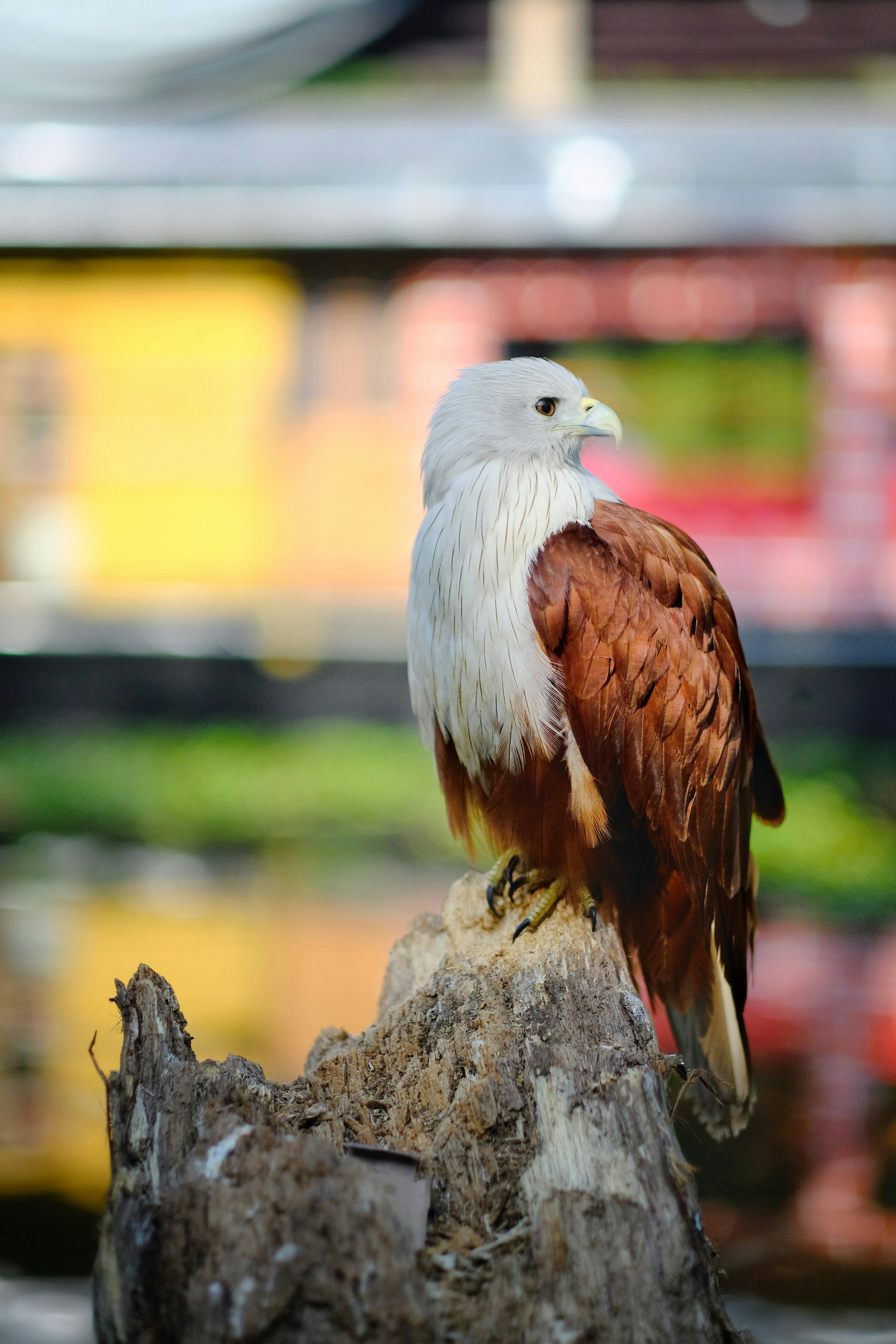 pájaro blanco y marrón en roca gris durante el día