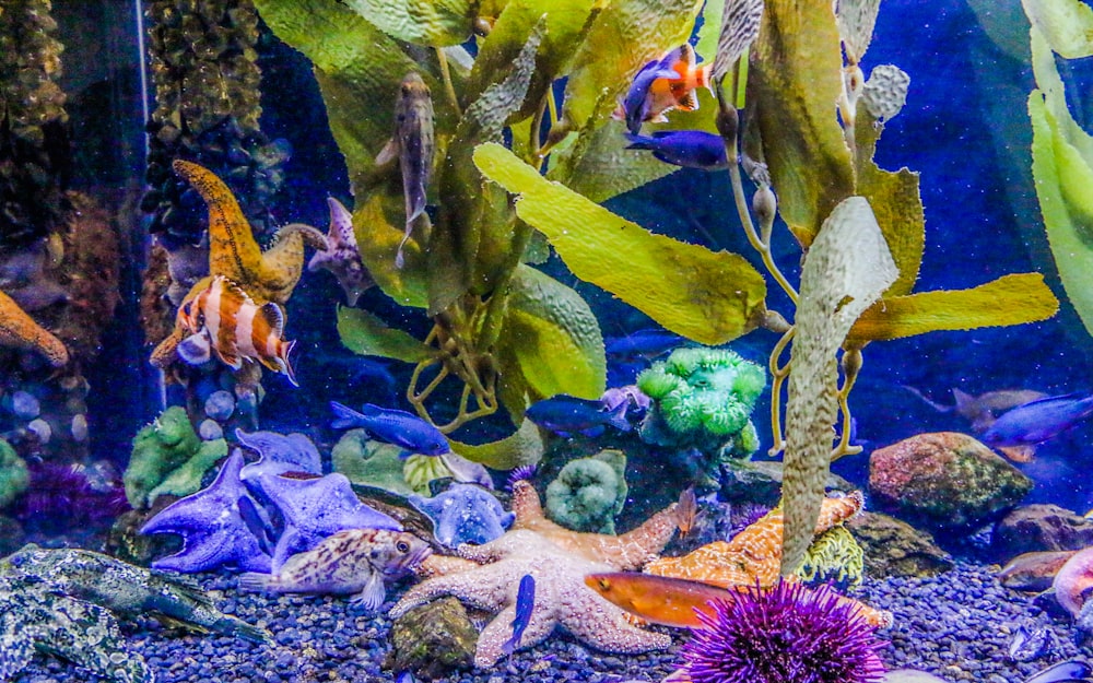 水槽の黄色と紫色の魚