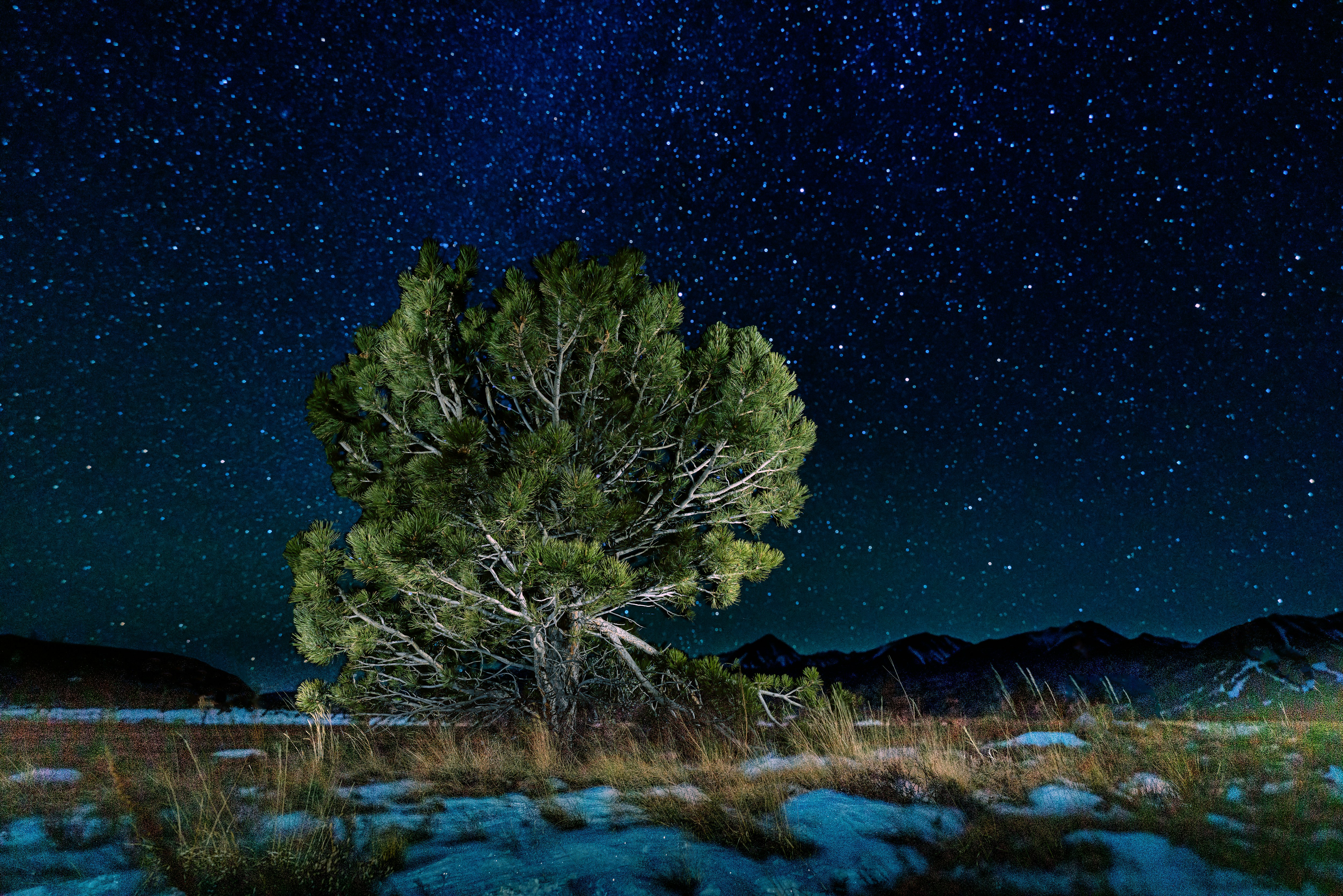 Single Tree At Night Pictures | Download Free Images on Unsplash