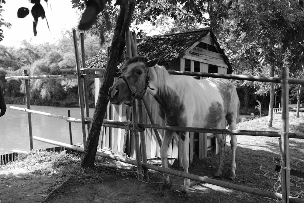 grayscale photo of horse eating grass