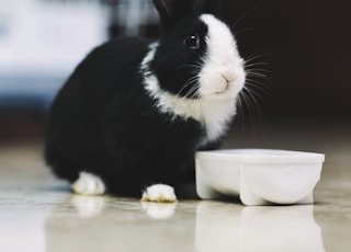 black and white rabbit on brown wooden table