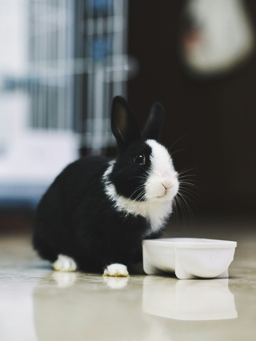 black and white rabbit on brown wooden table