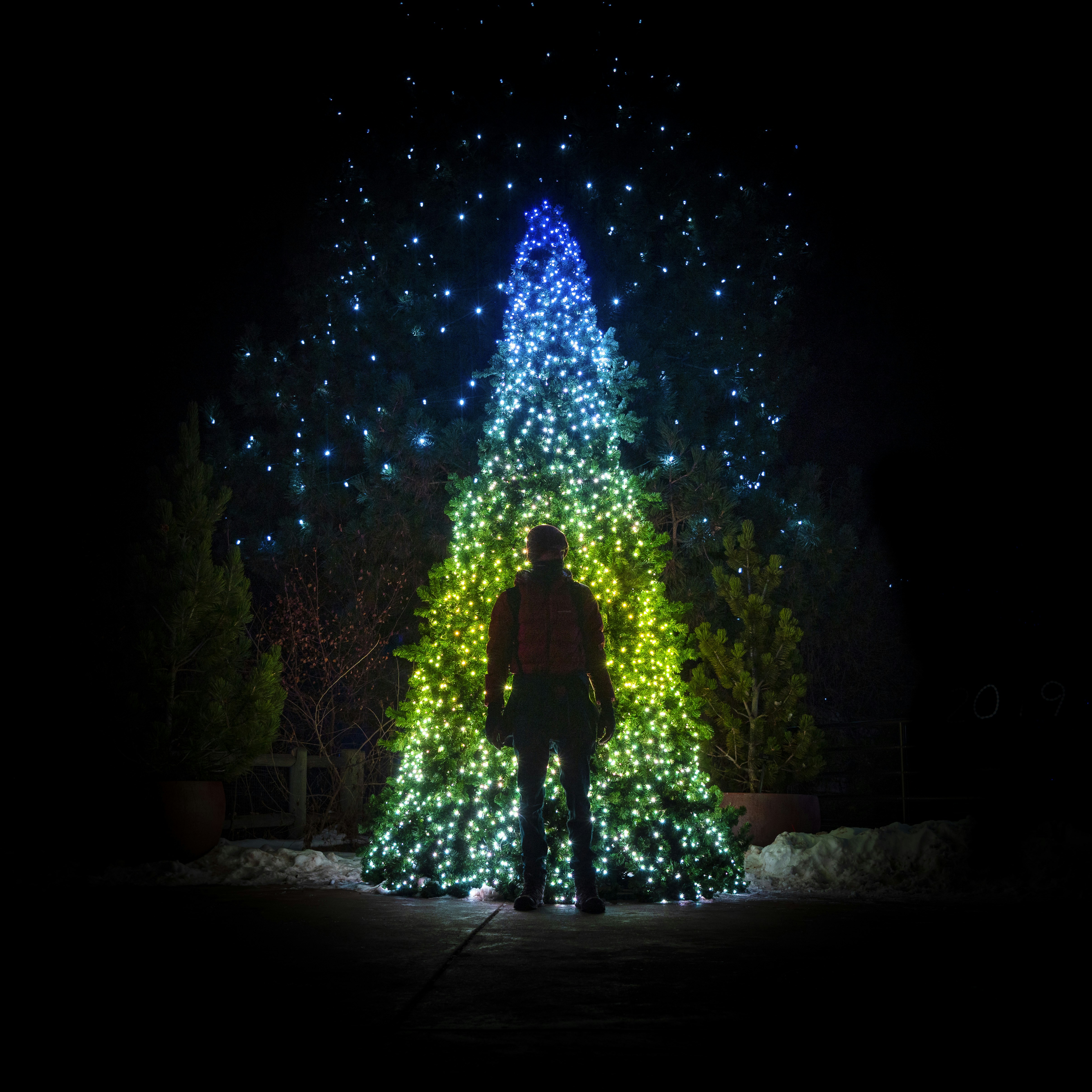 Premium Cut Nordmann Fir 6.5 feet / 198cm