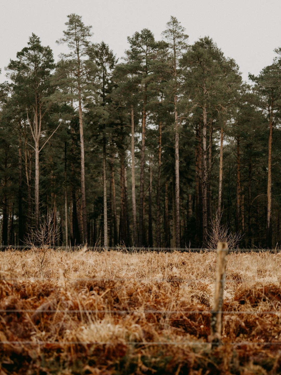 brown grass field and green trees during daytime