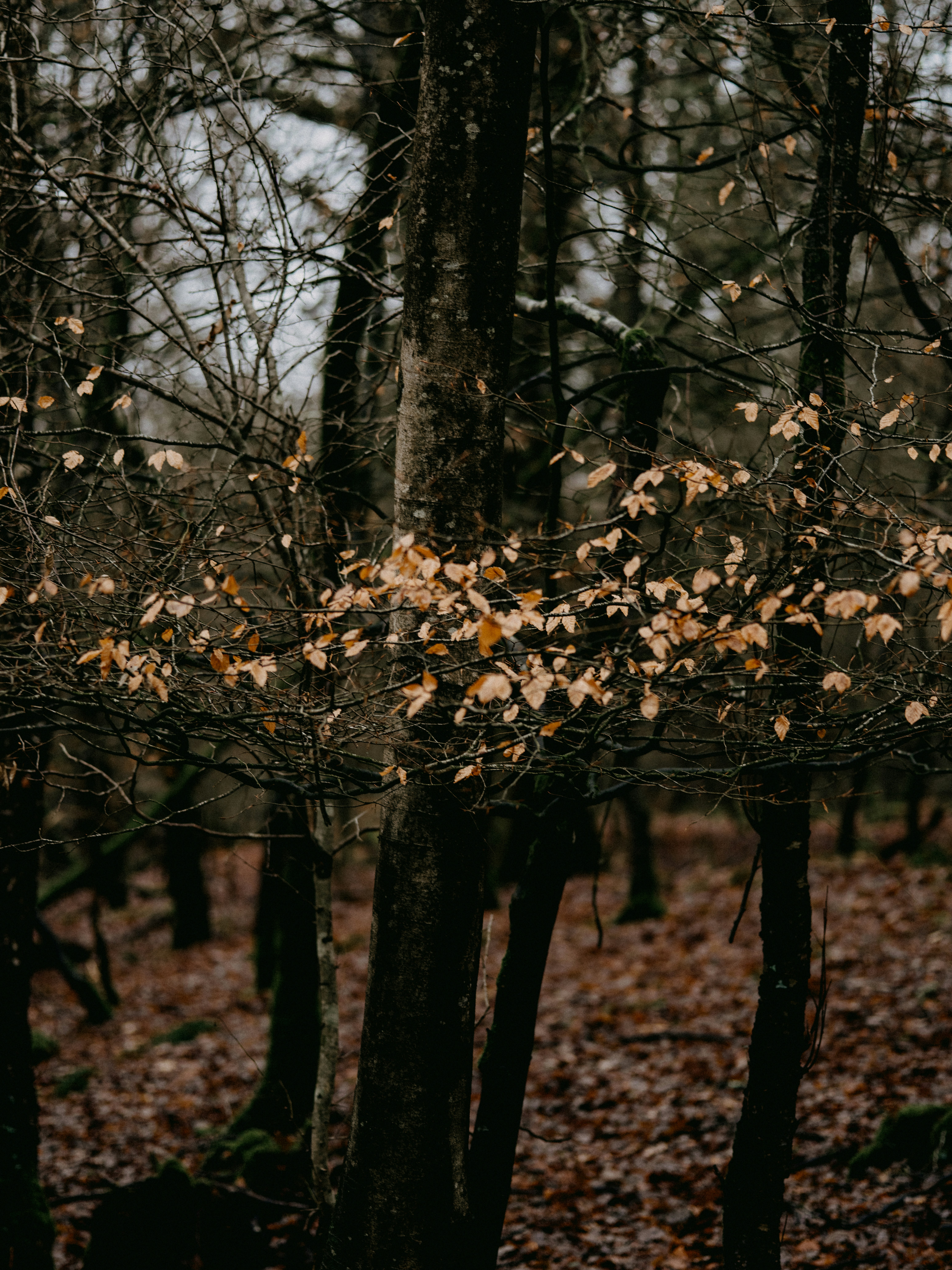 Photo by anniespratt