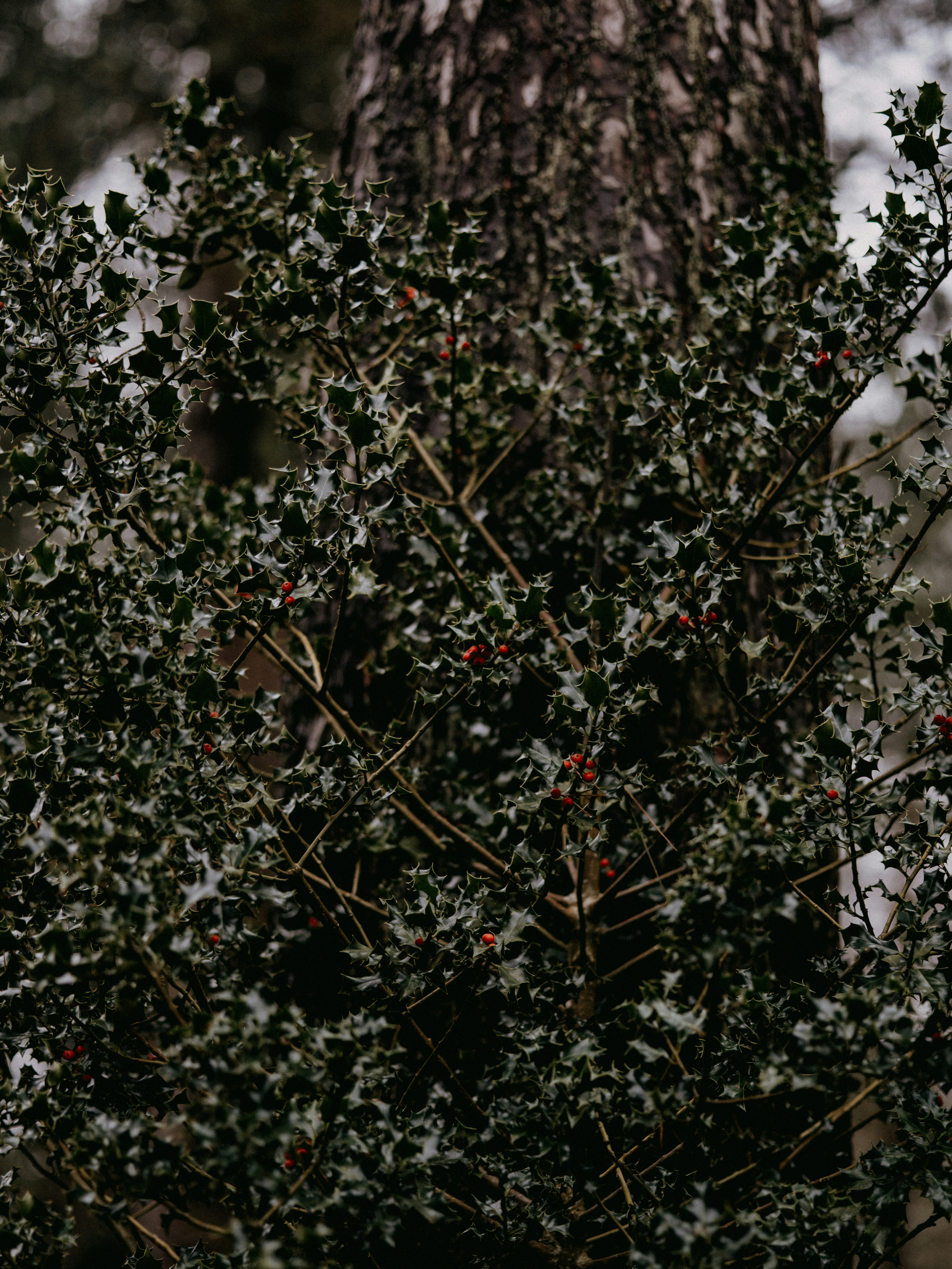 Photo by anniespratt