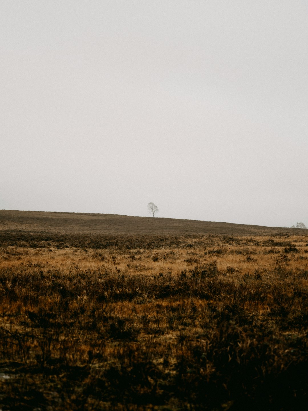 brown grass field under white sky during daytime