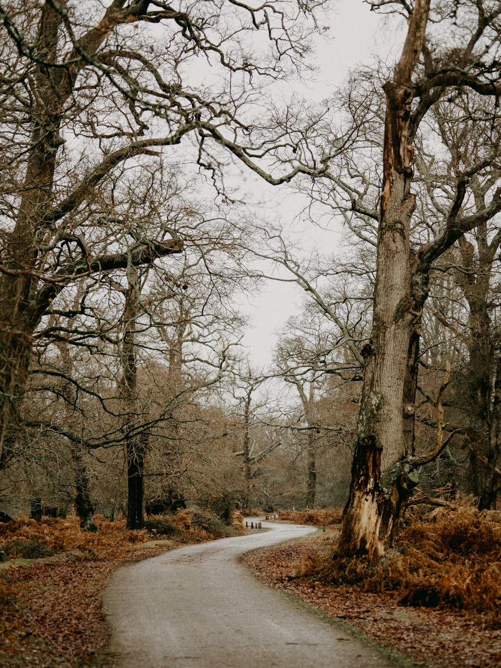 gray road between bare trees during daytime