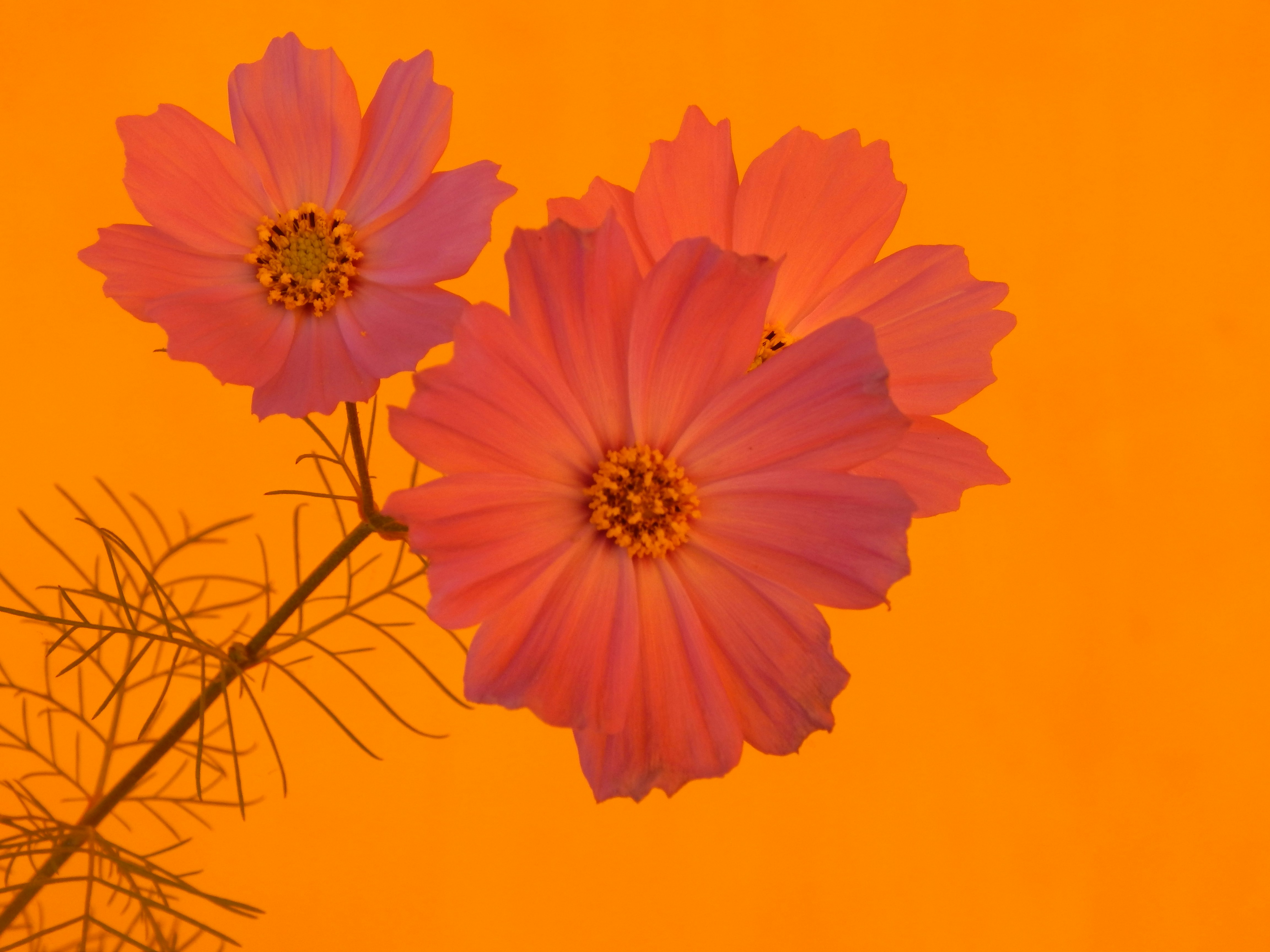 黄色の背景にピンクの花の写真 Unsplashで見つける茶色の無料写真