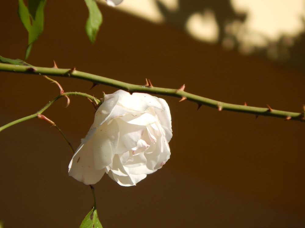 white rose in bloom during daytime