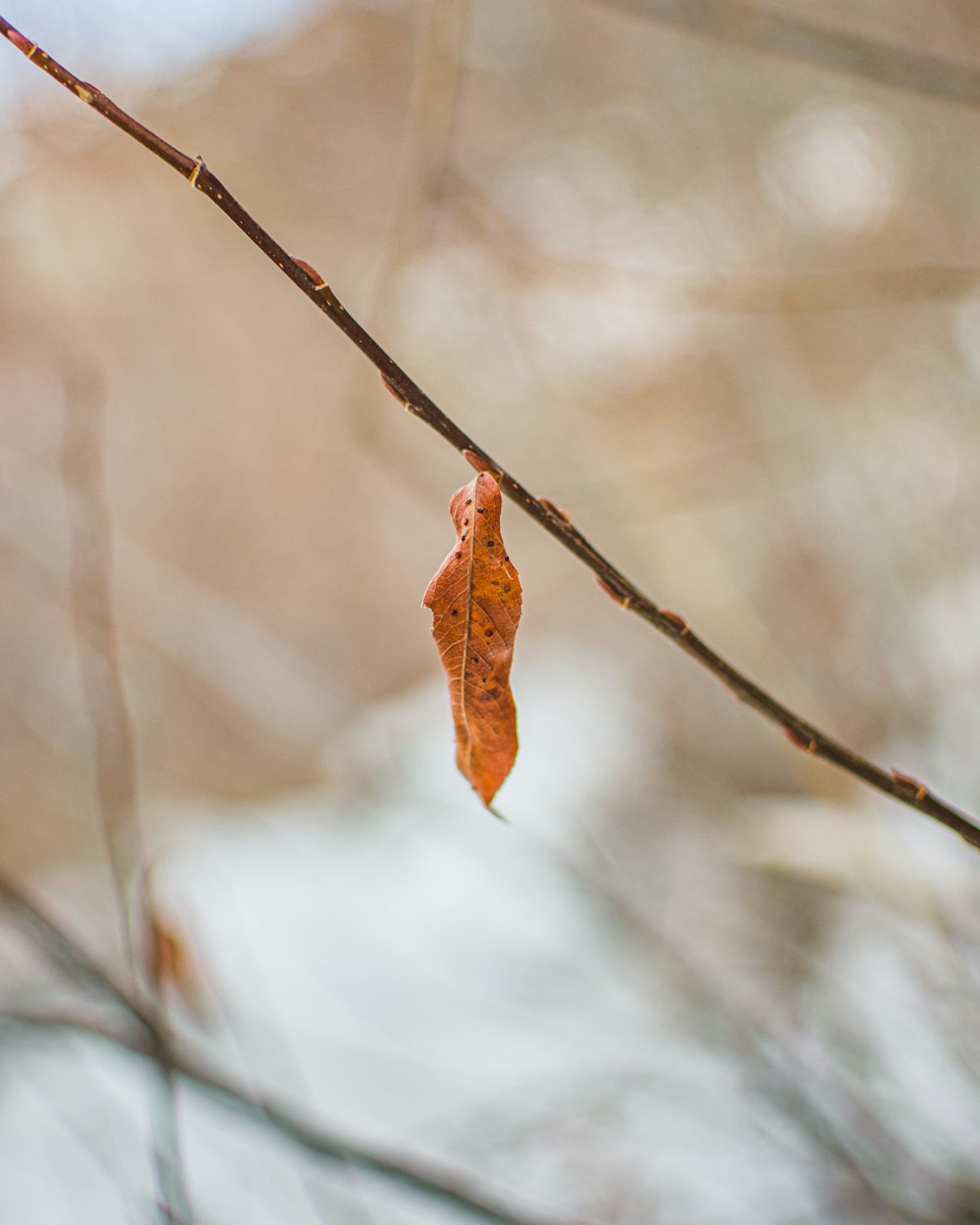 red and brown leaf on brown stem