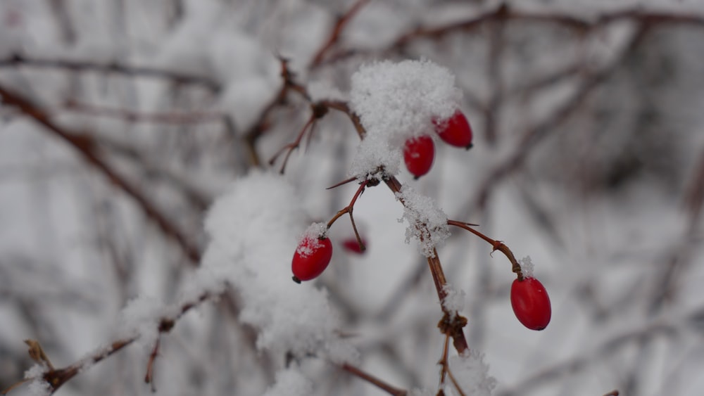 red round fruits covered with snow