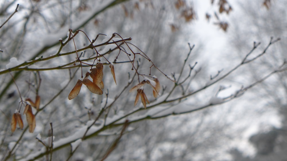 brown dried leaves on tree branch