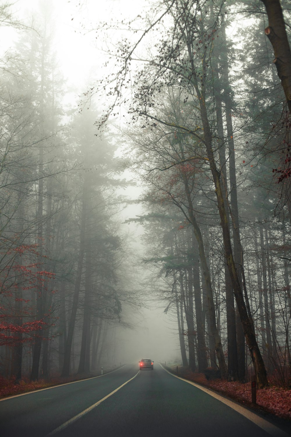 green trees covered with fog