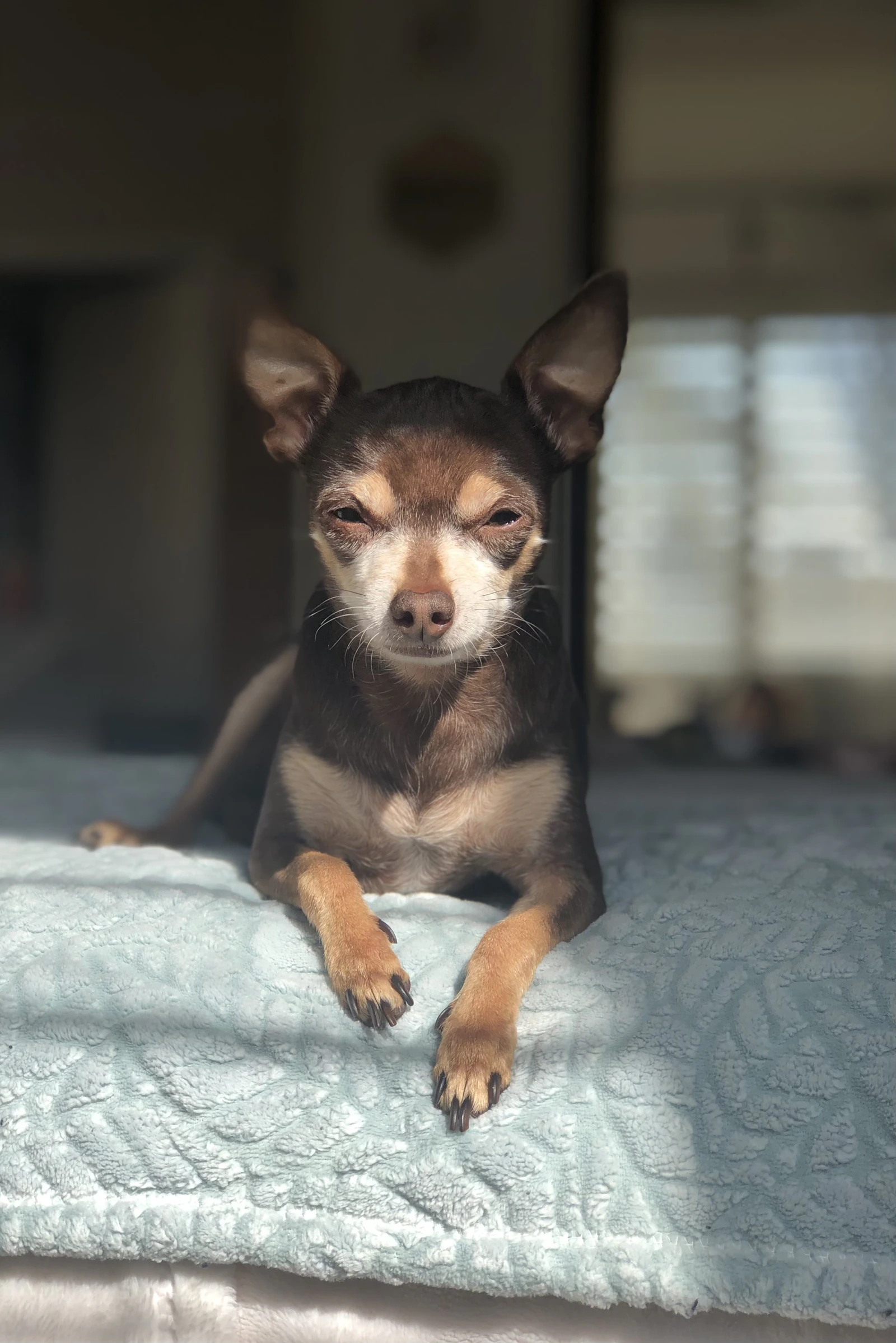 Adult black and tan smooth-coat Chihuahua dog, photo on Unsplash