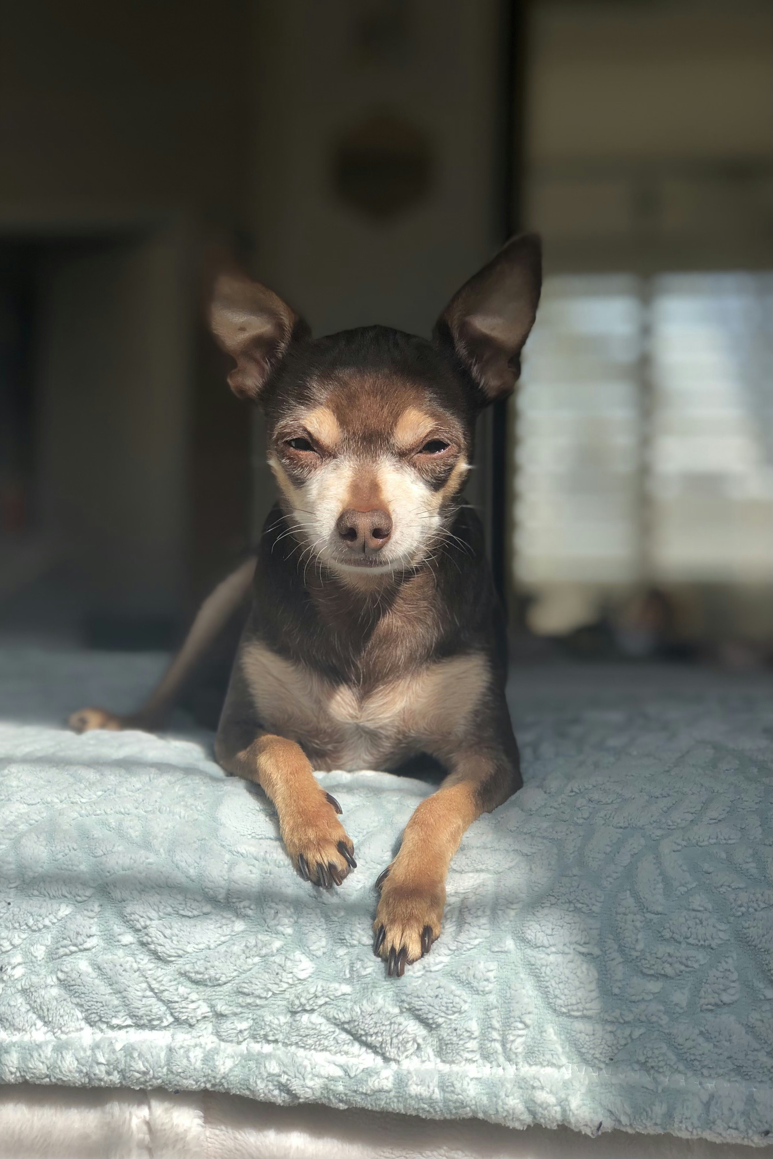 black and brown chihuahua on white textile