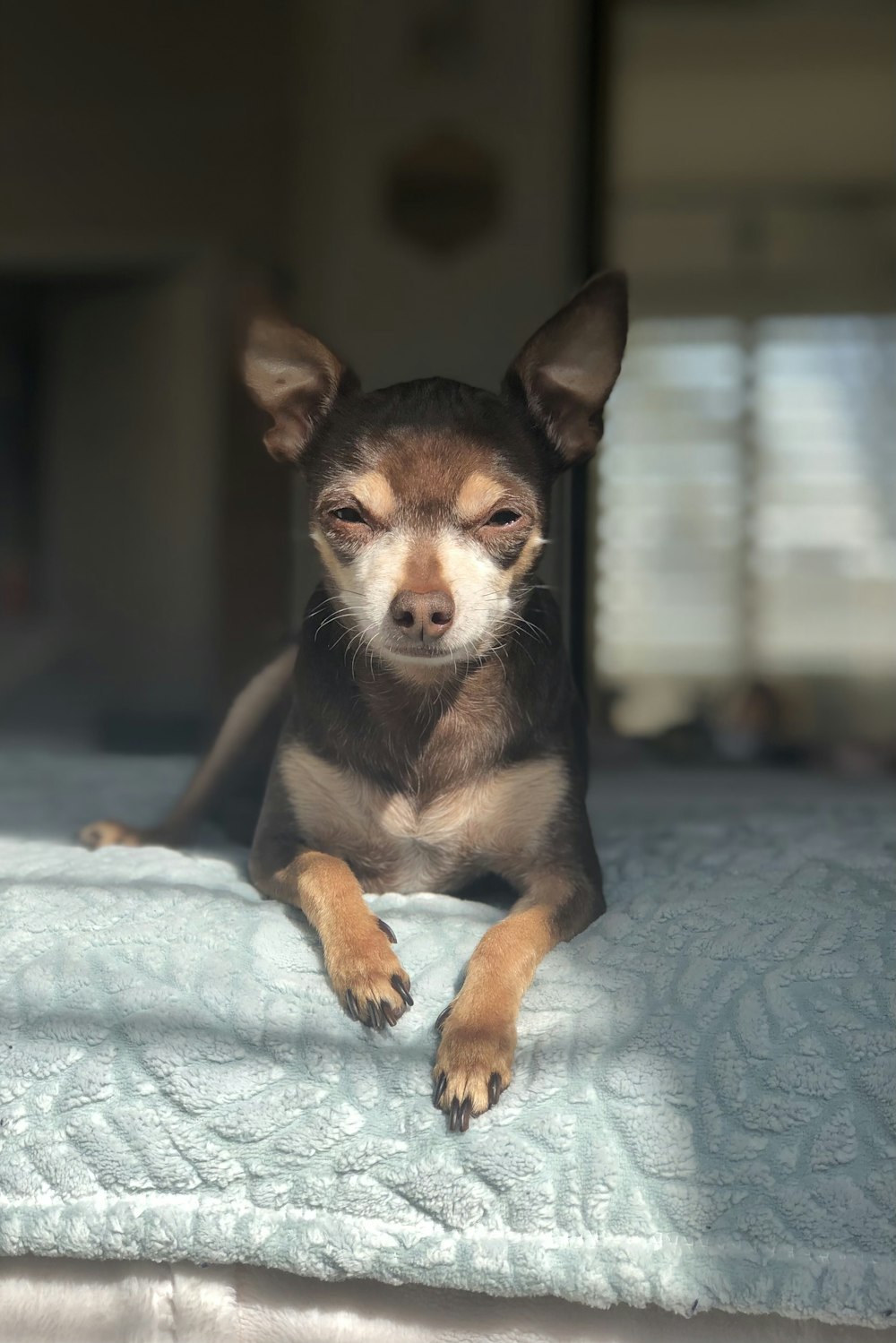 black and brown chihuahua on white textile