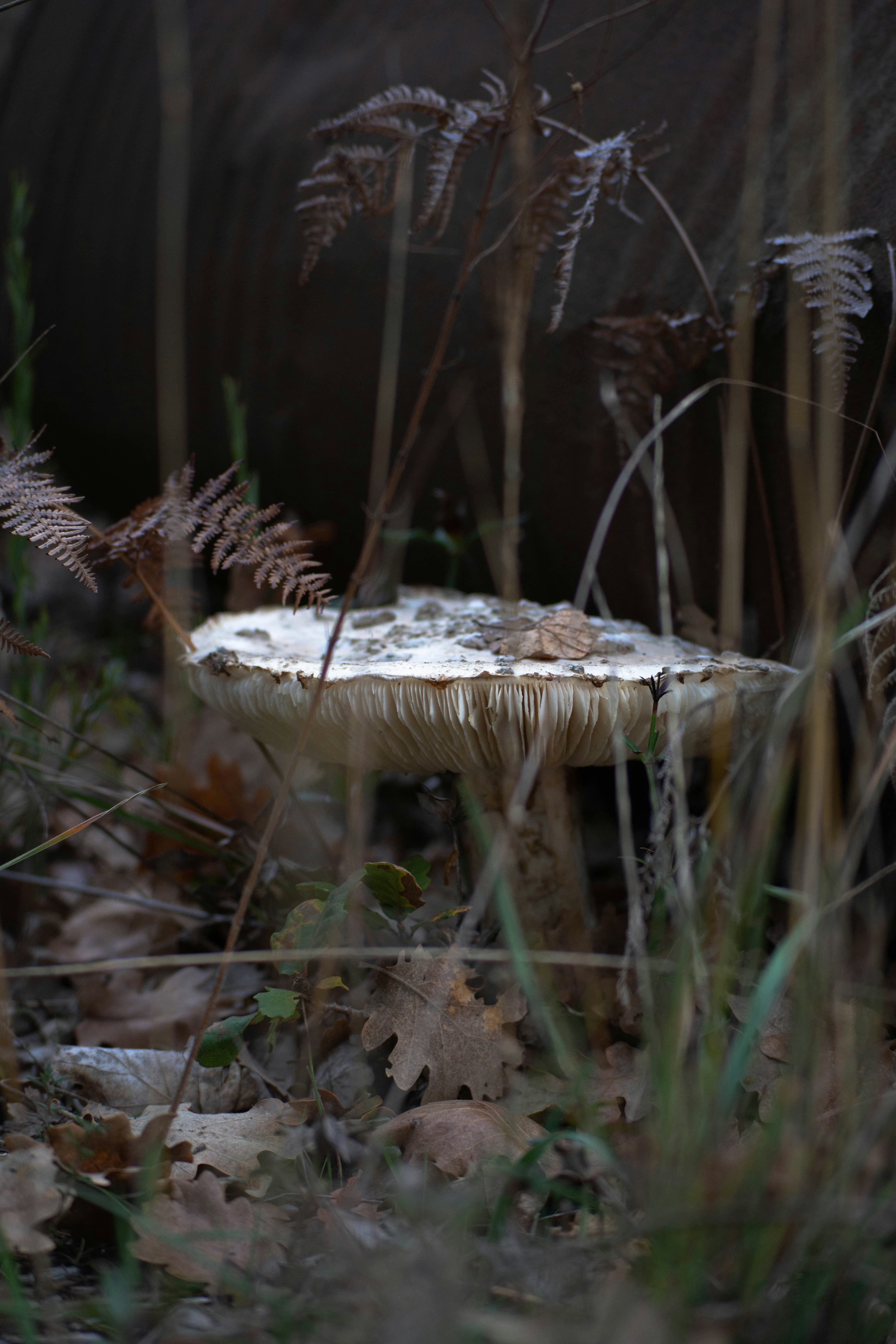 Champignon blanc sur branche d’arbre brune photo Photo SaintMaximin