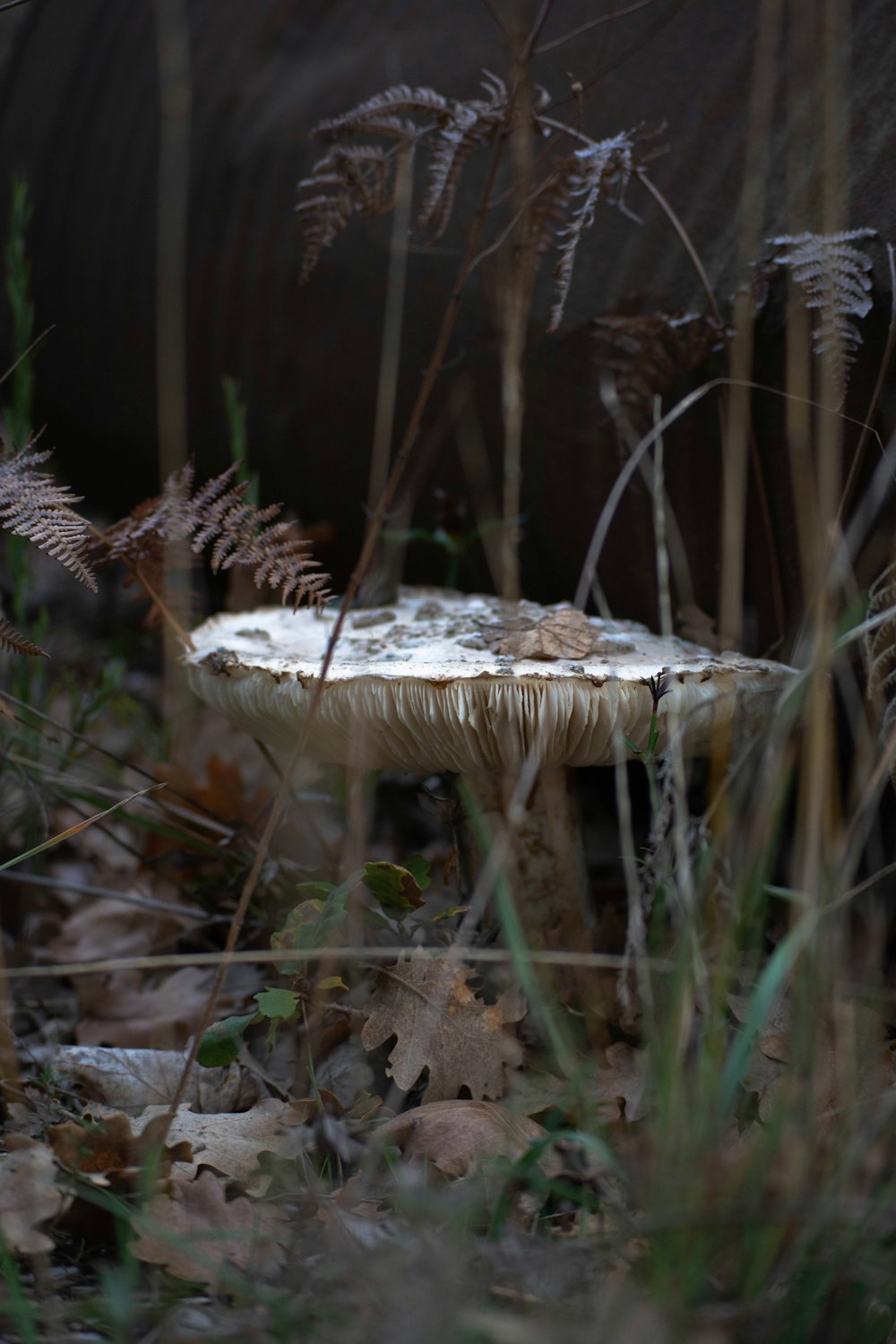 cogumelo branco no galho marrom da árvore