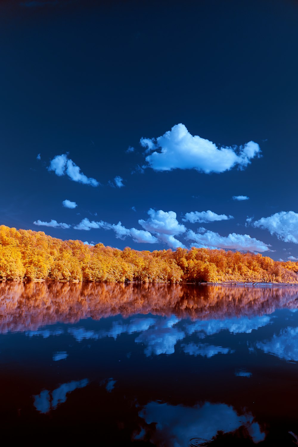 corpo de água perto de árvores marrons sob o céu azul durante o dia