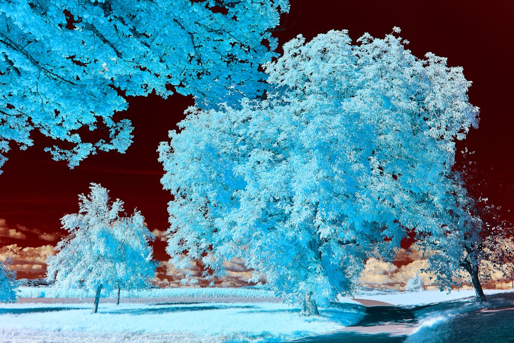 brown leaf trees near road during daytime