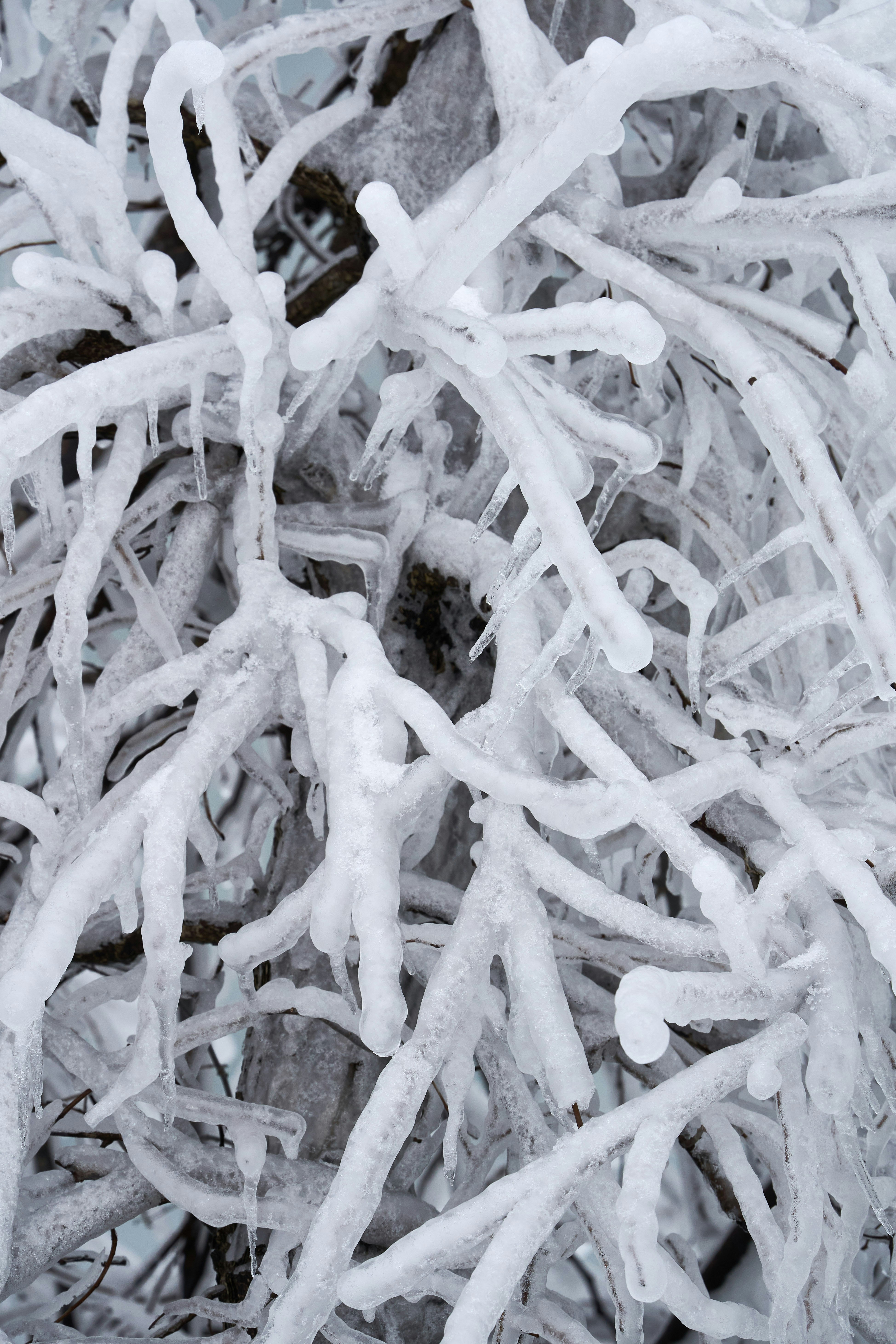 grayscale photo of tree branches