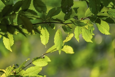 green leaf plant in close up photography