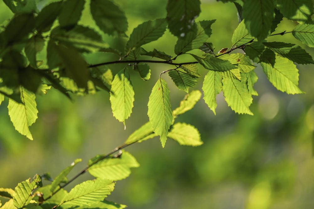 plante à feuilles vertes en photographie en gros plan