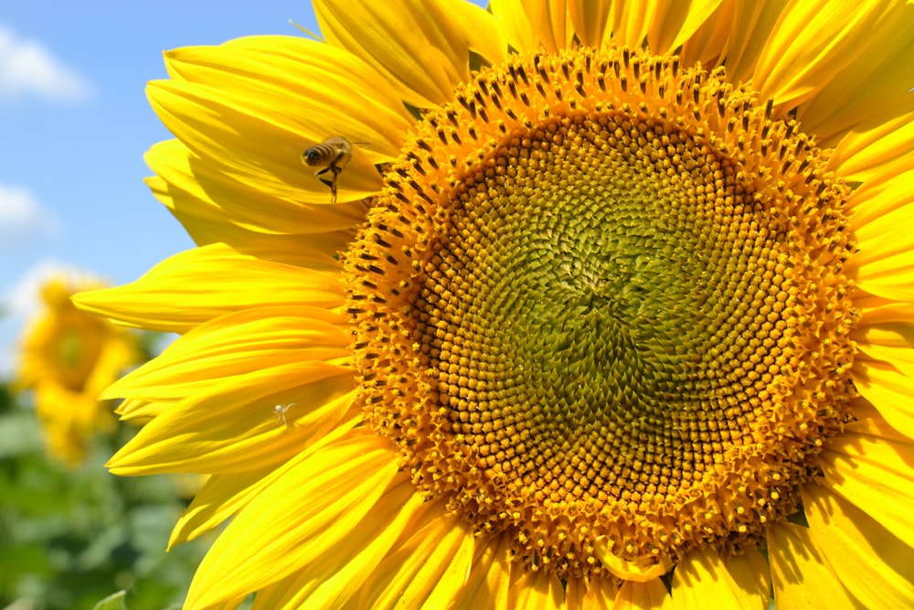 yellow sunflower in close up photography