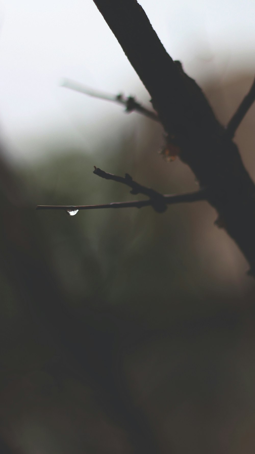 brown tree branch in tilt shift lens