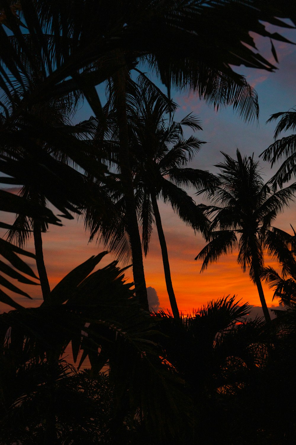 silhouette of palm trees during sunset