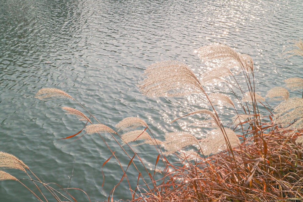 brown grass on body of water