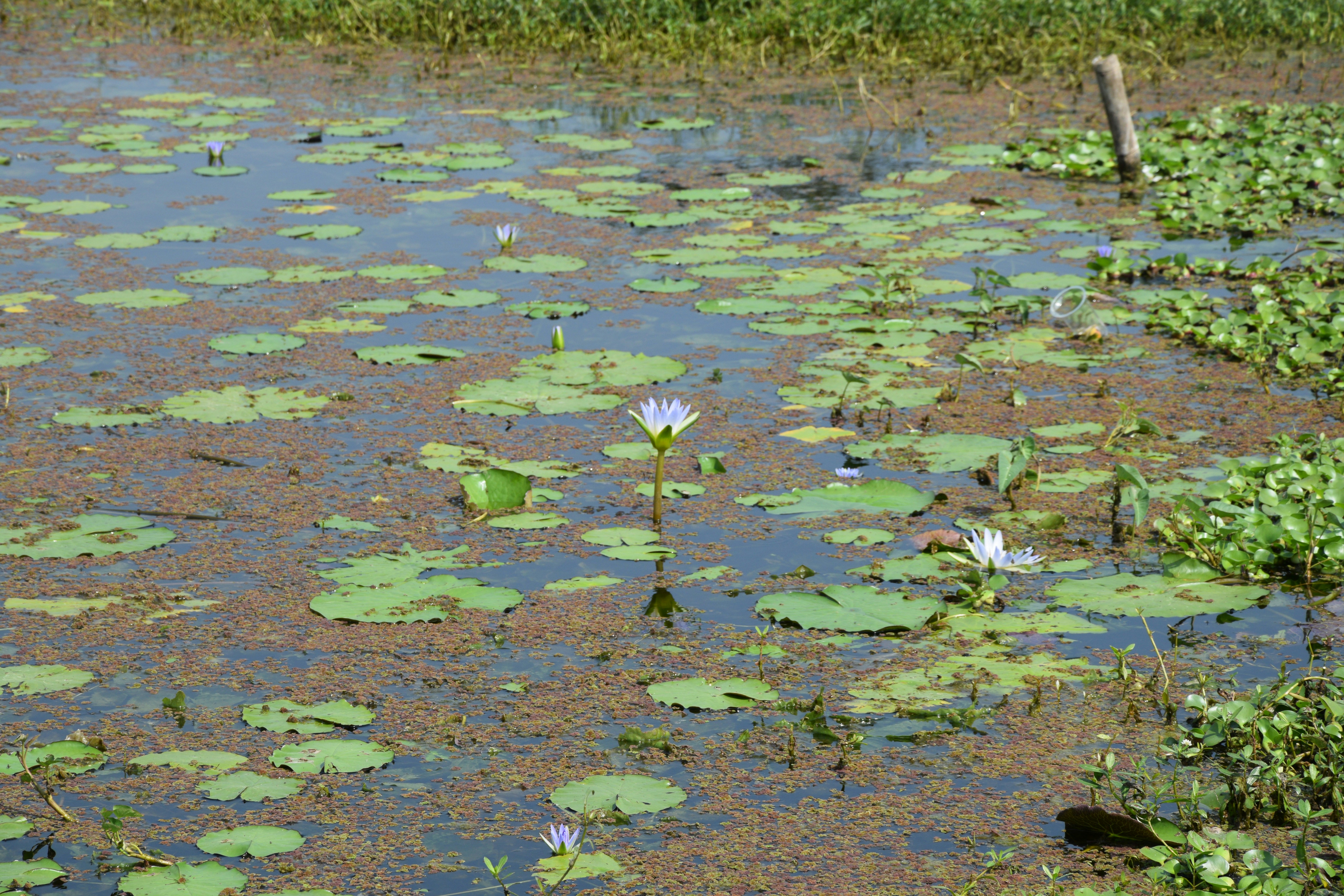 Photo by sudip_borse