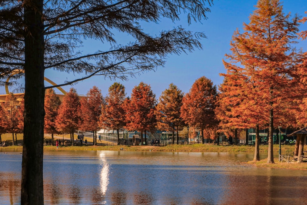 brown trees near body of water during daytime