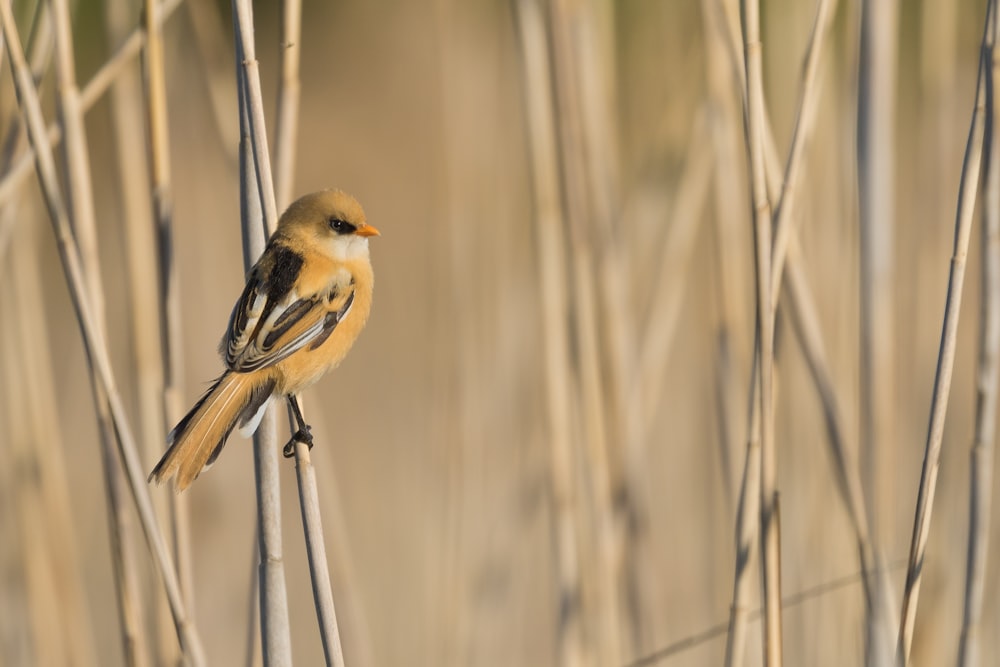 yellow and black bird on brown tree branch