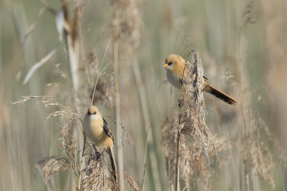 white and brown feathered bird on brown grass during daytime