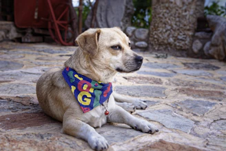 A small brown dog with a polka dot bandana and a matching custom shirt, happily playing in a garden