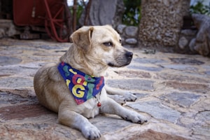 Patchwork Bandana