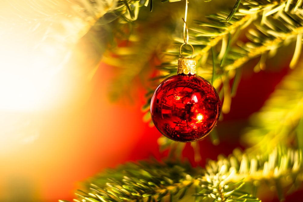 red bauble on green pine tree